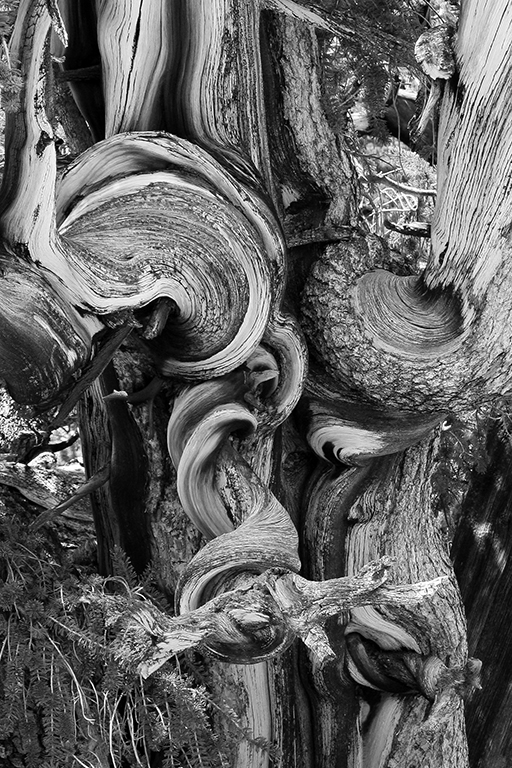 07-10 - 07.JPG - Ancient Bristecone Pine National Monument, CA